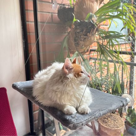 Hamaca para gato